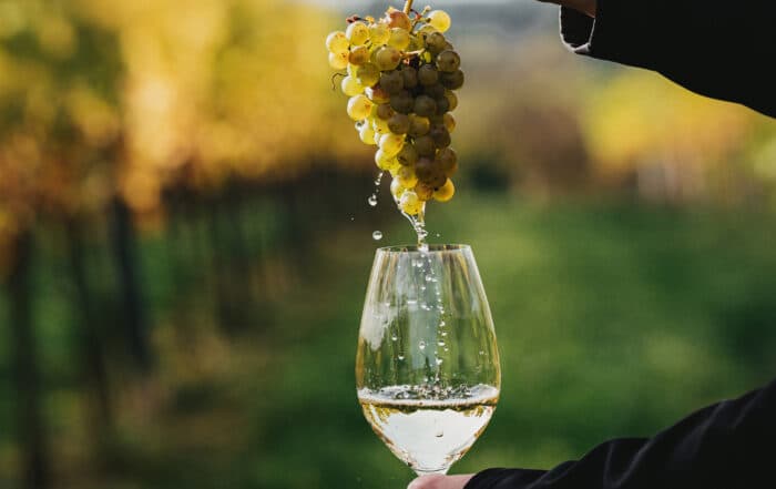 Weinreben