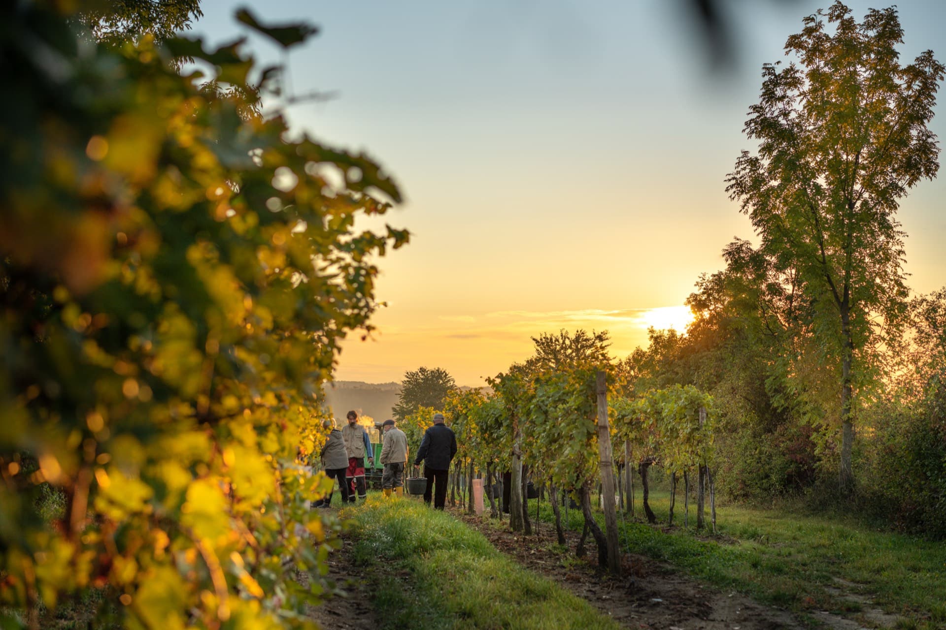 Weinlese im Weingarten