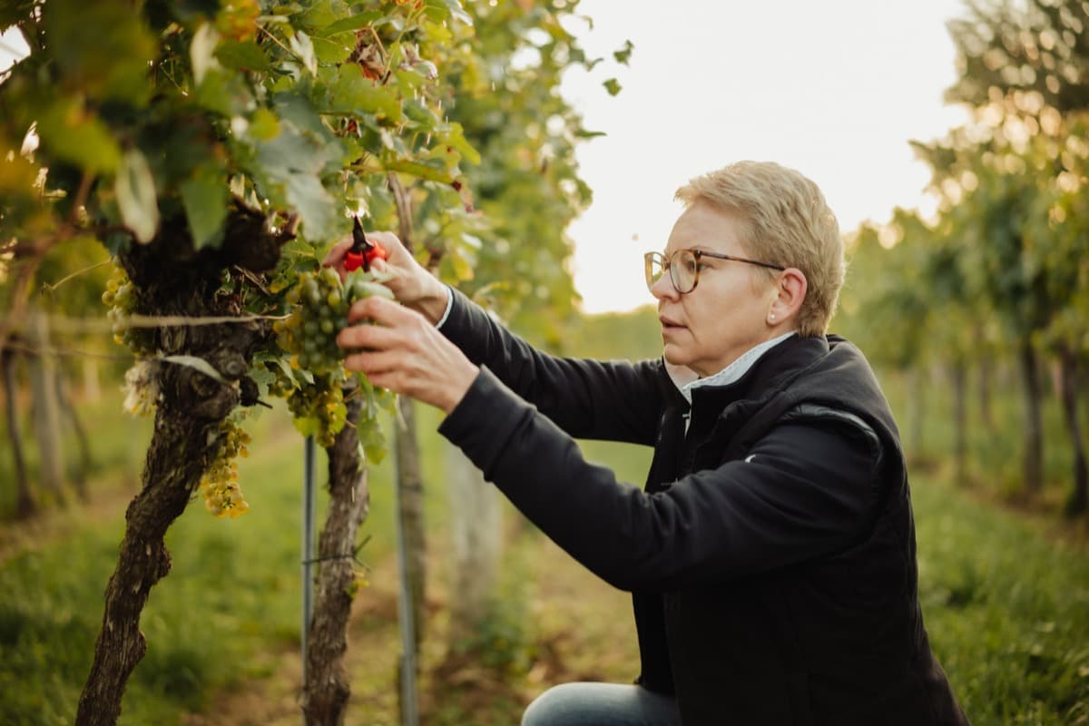 Kellergewölbe Weingut Sutter