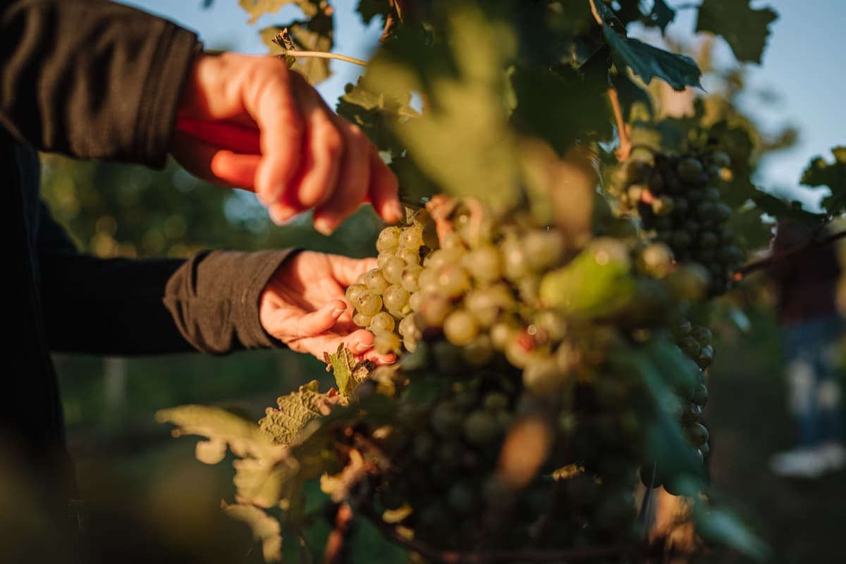 Weinlese 2024 erfolgreich abgeschlossen